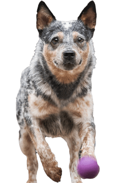 running dog