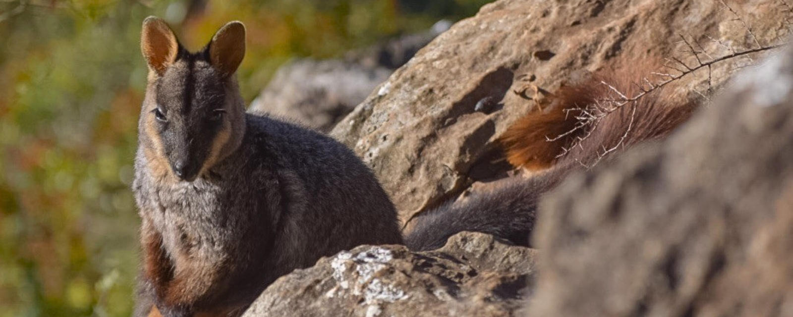 Rock-wallaby rescue