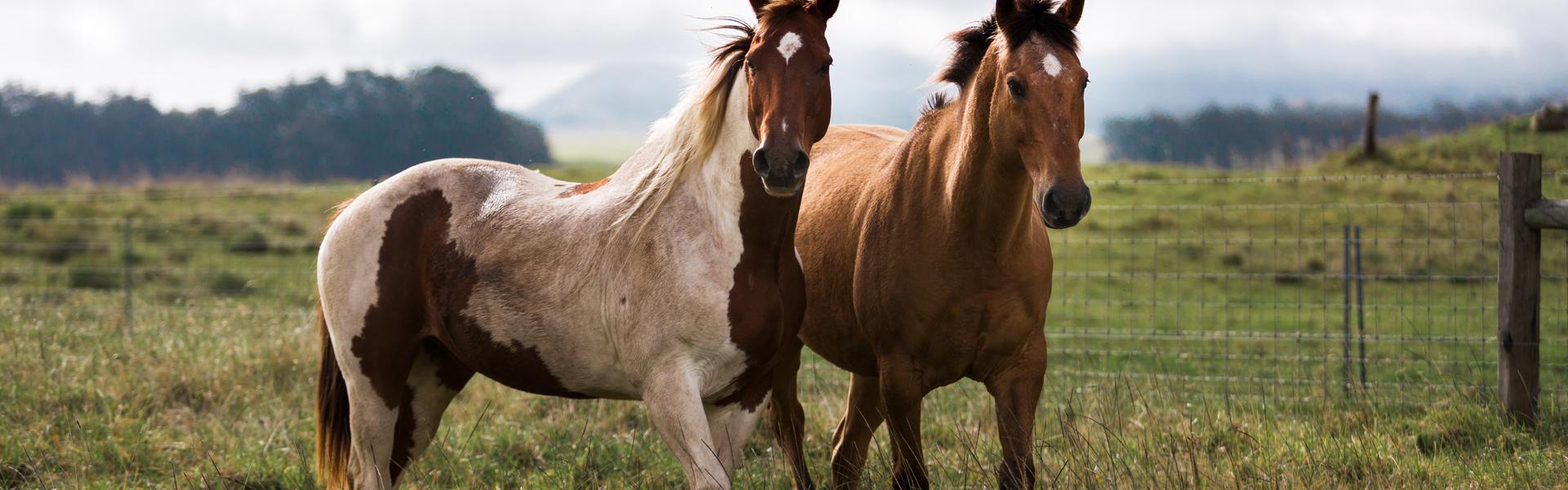 The value of good Equine Dentistry graphic image