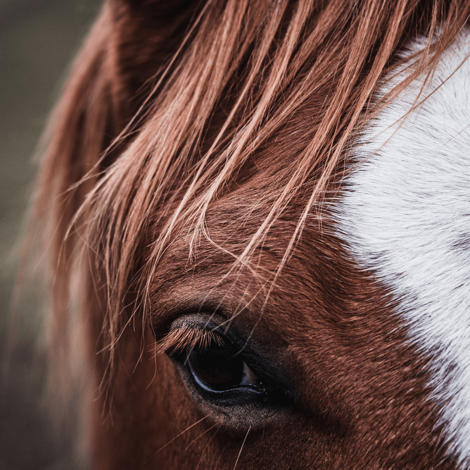 Stenhouse Equine Dentistry testimonial image