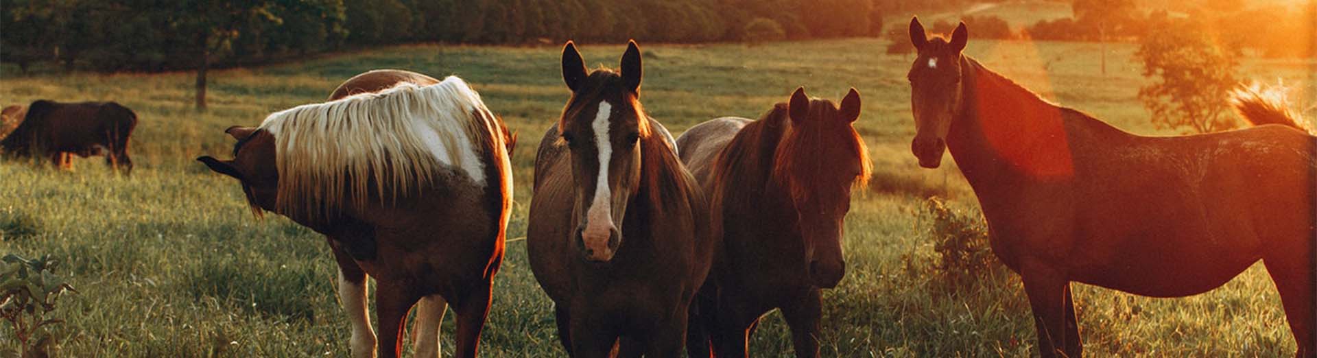 Stenhouse Equine Dentistry divider image