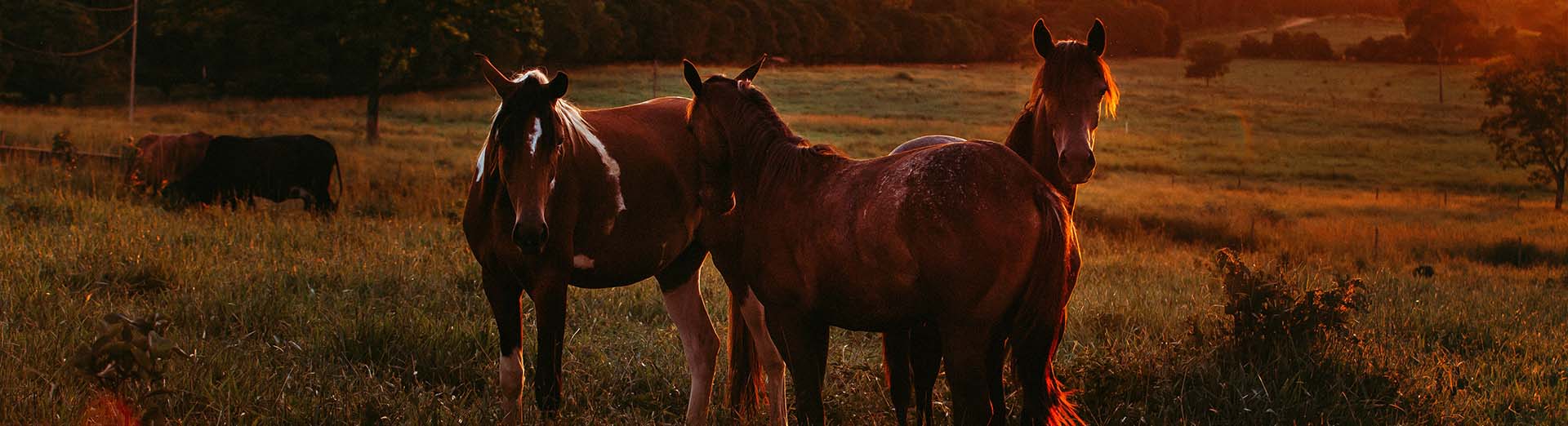 Stenhouse Equine Dentistry footer image