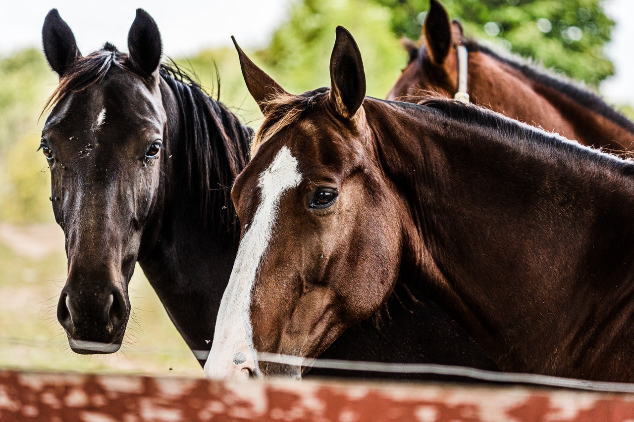 Choosing an Equine Dentist graphic image