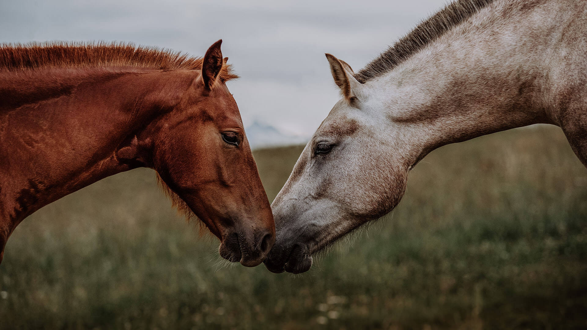 Choosing an Equine Dentist header image