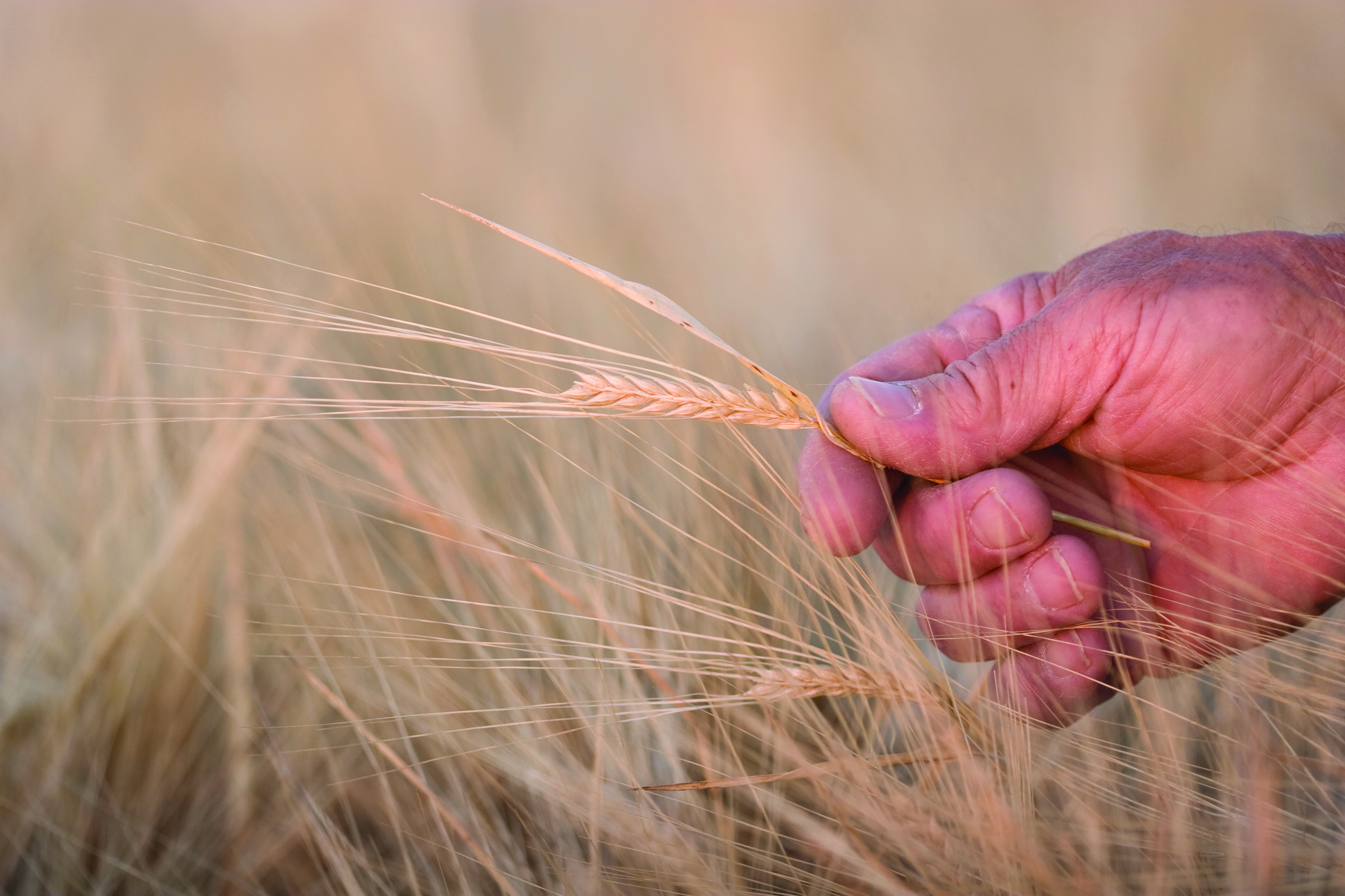 Grains Research and Development Corporation (GRDC) splash