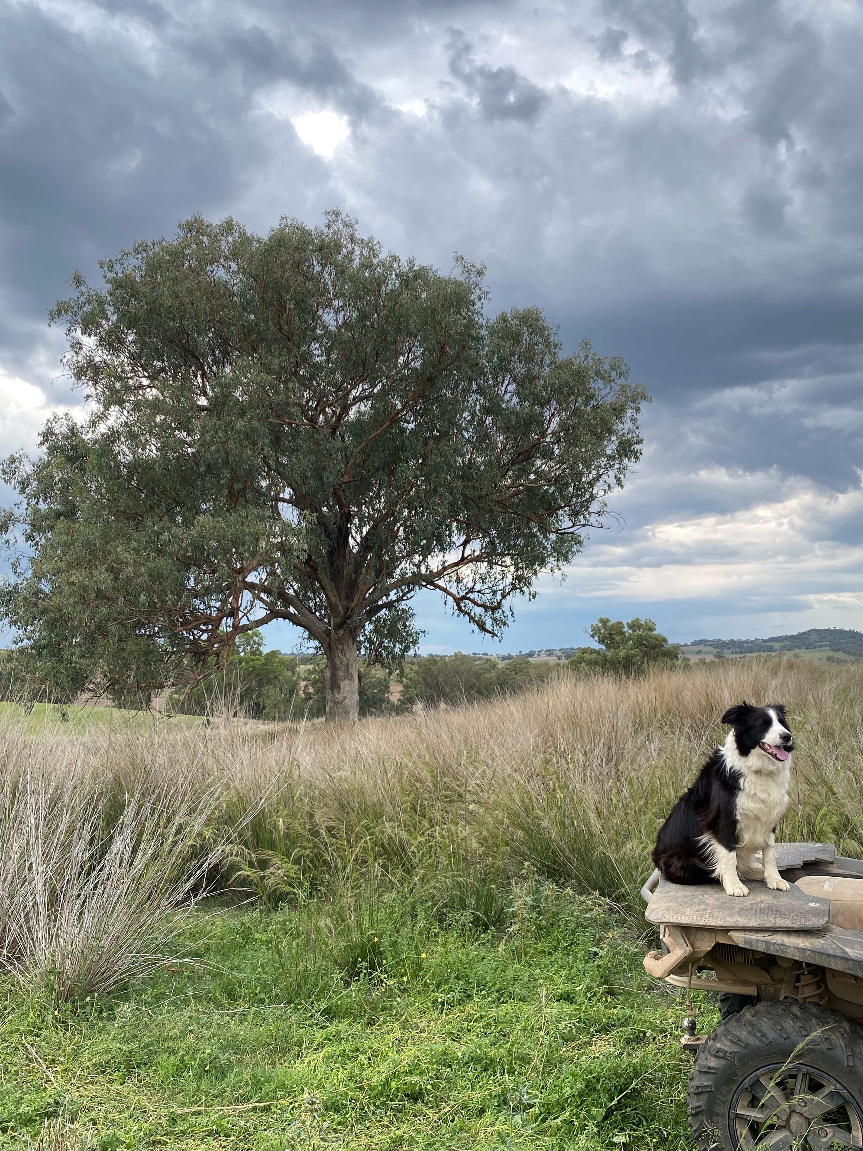 Four-legged farm workers who've helped make Australian agriculture what it is today splash