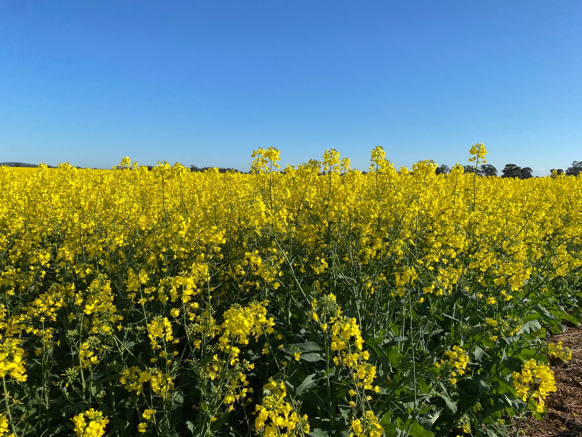 Grains Australia Limited splash