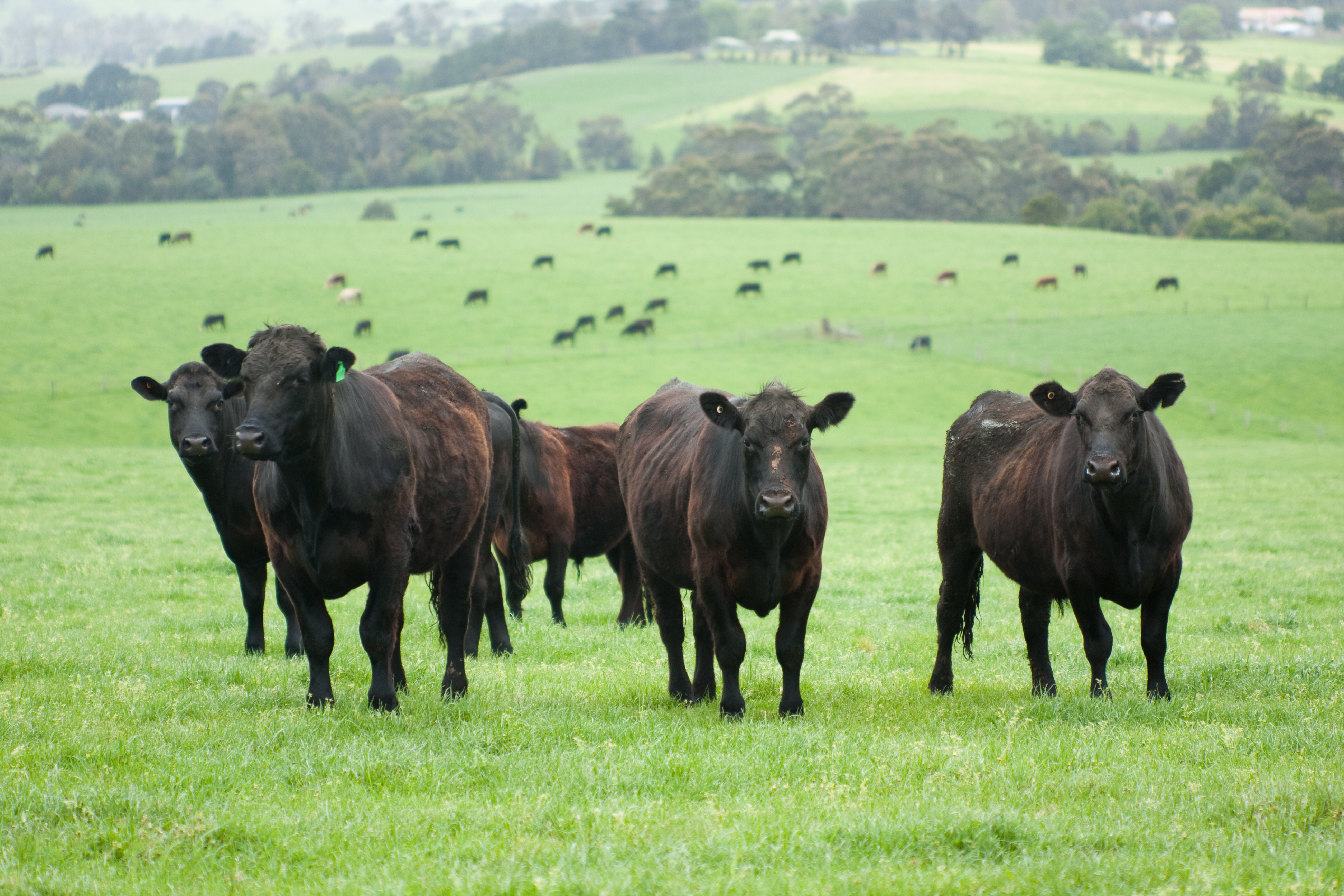 Meat & Livestock Australia (MLA) and McDonald’s Australia  splash