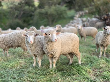 Lamb producers feel pain of falling prices, but little impact on retail price prompts tough questions Icon