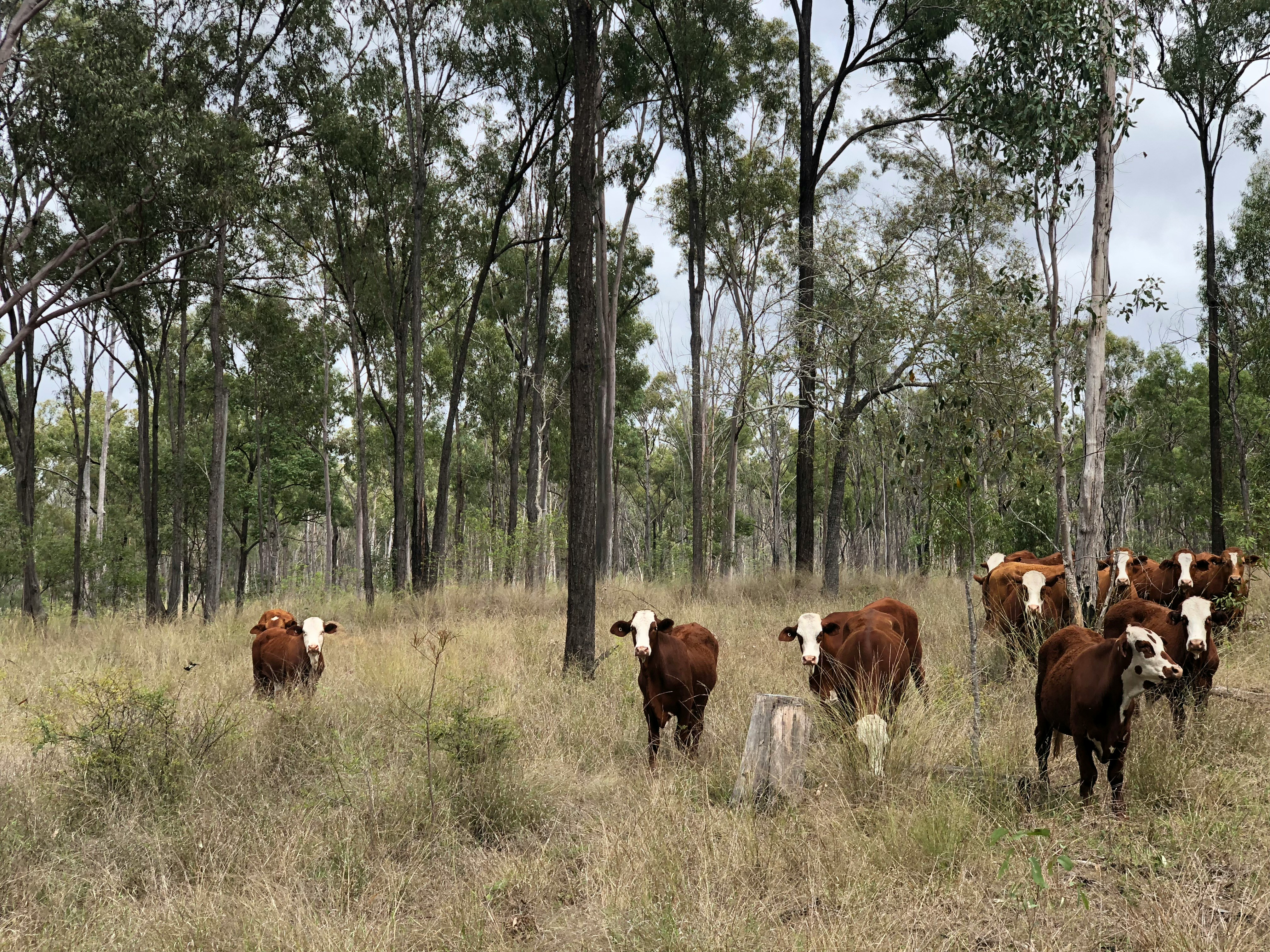 It’s time for a Labor government to listen to the voices in the bush Icon