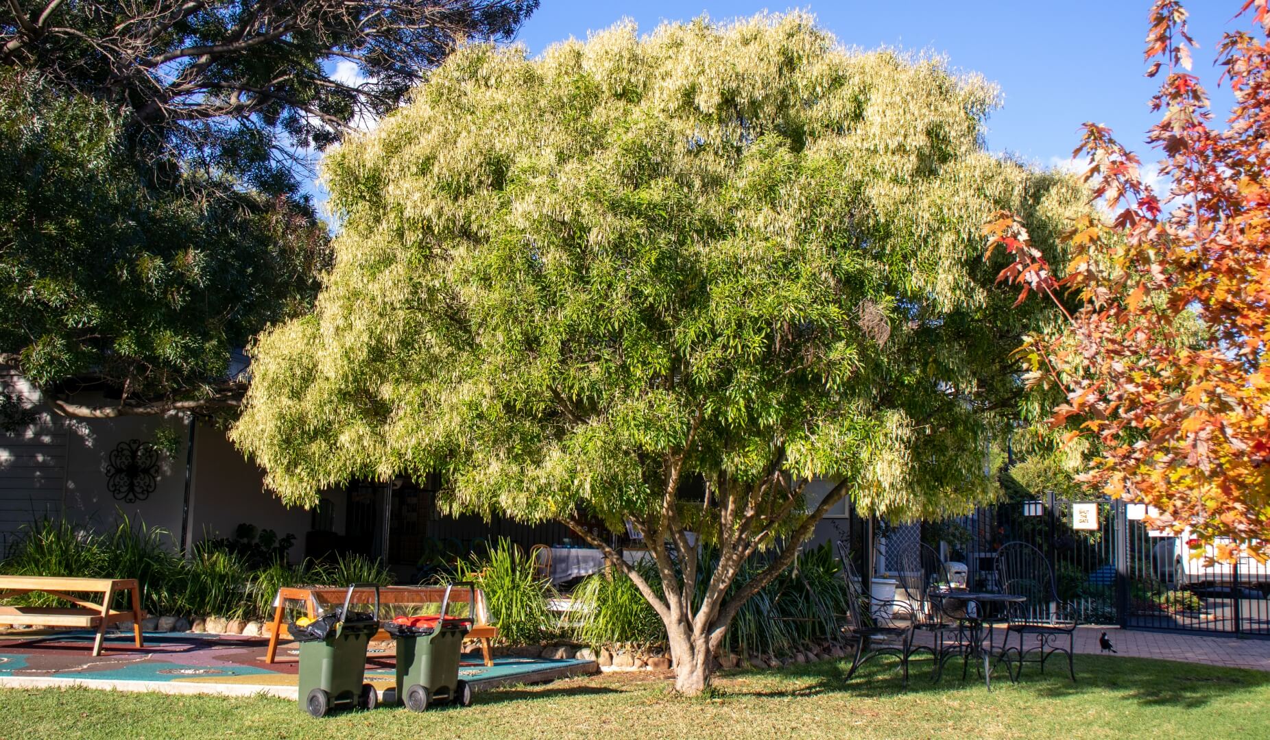 Memorial Tree background