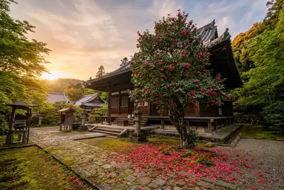 伝香寺の散り椿