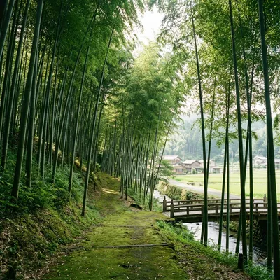 揖斐川の竹林