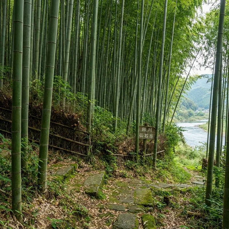 岩国の竹林