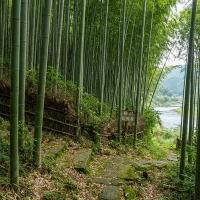 岩国の竹林