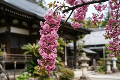 珠数掛桜