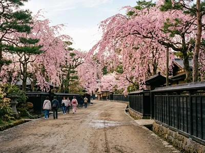 角館のしだれ桜
