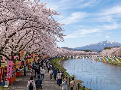 北上展勝地の桜