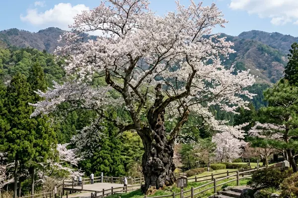 根尾谷淡墨桜