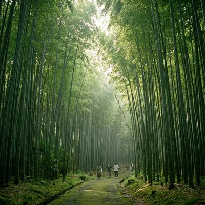 日本三大美竹林