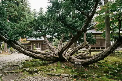 繋ぎ榧