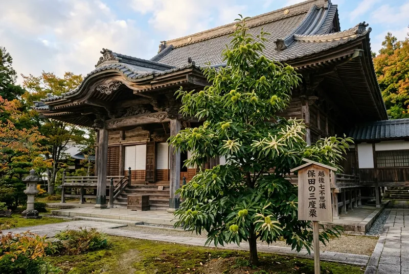保田の三度栗