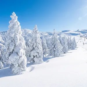 蔵王の樹氷