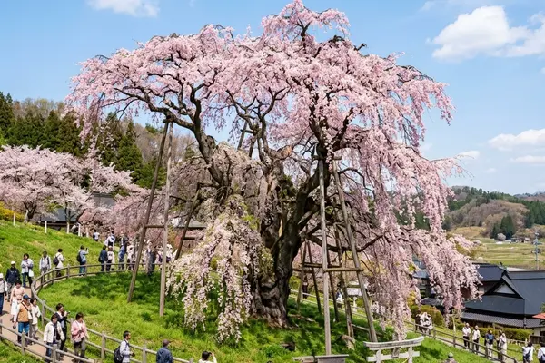 日本五大桜