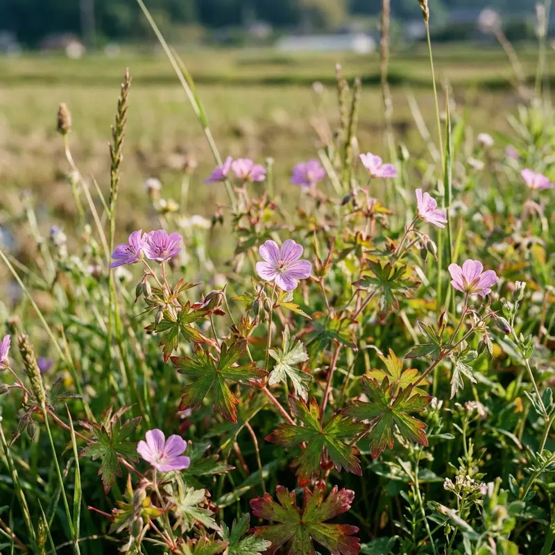 ゲンノショウコ