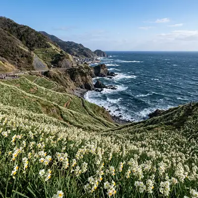 日本三大水仙群生地