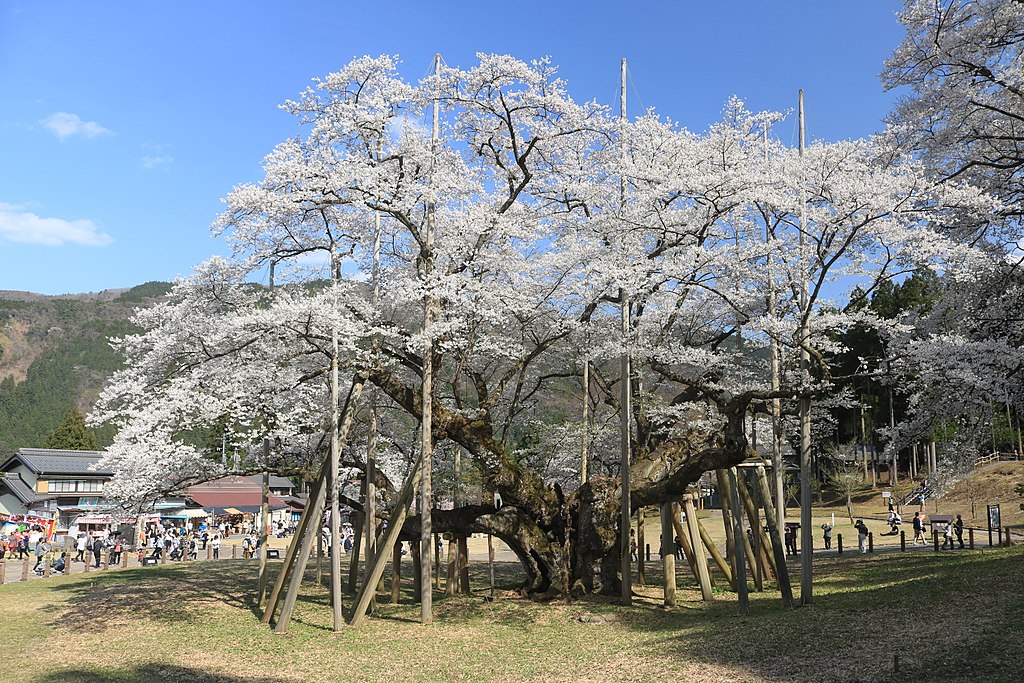 日本三大巨桜