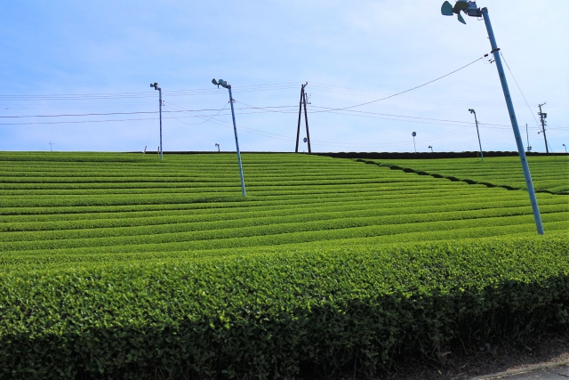 日本三大銘茶