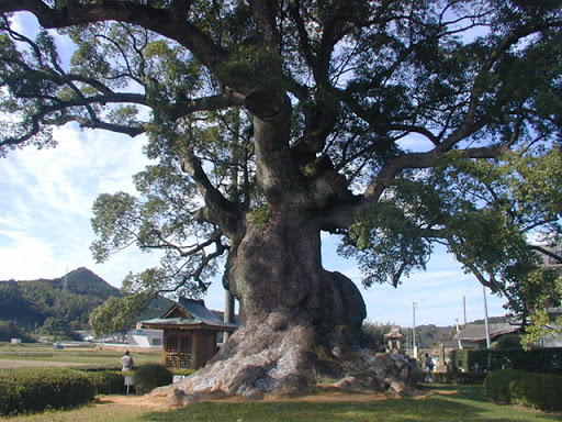 川古の大楠