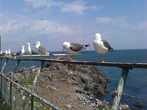 蕪島