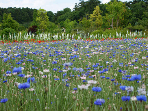 清水公園