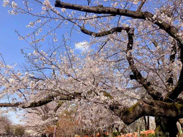 上野恩賜公園