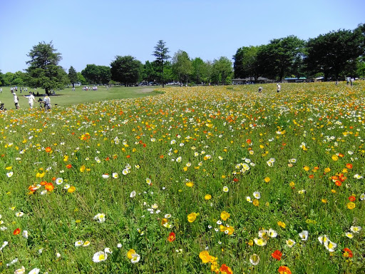 昭和記念公園