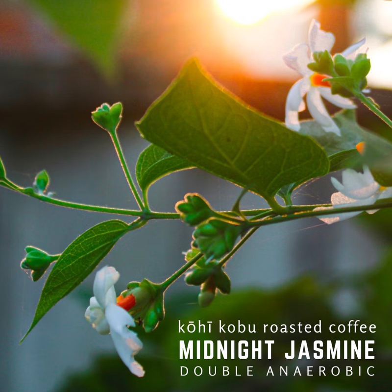 Colombia Midnight Jasmine