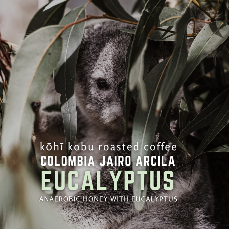 Colombia Jairo Arcila Eucalyptus
