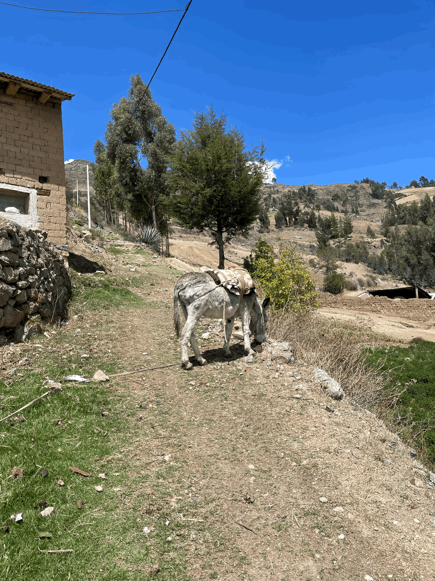 une mule croisée sur le chemin