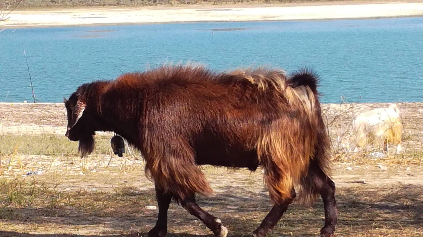 un très gros bouc