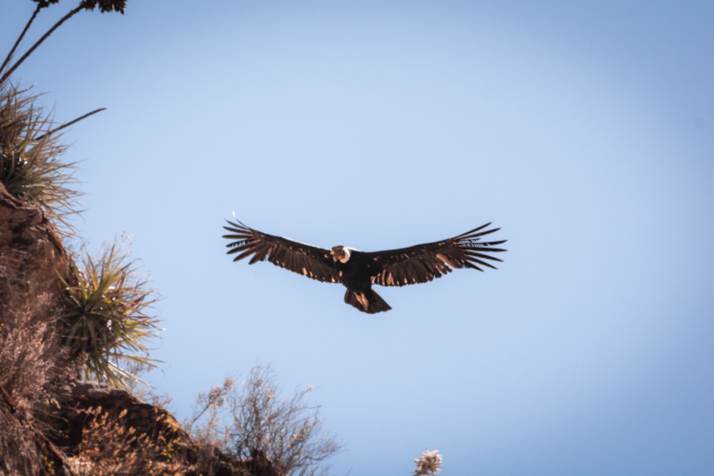 Condor volant au dessus de nous