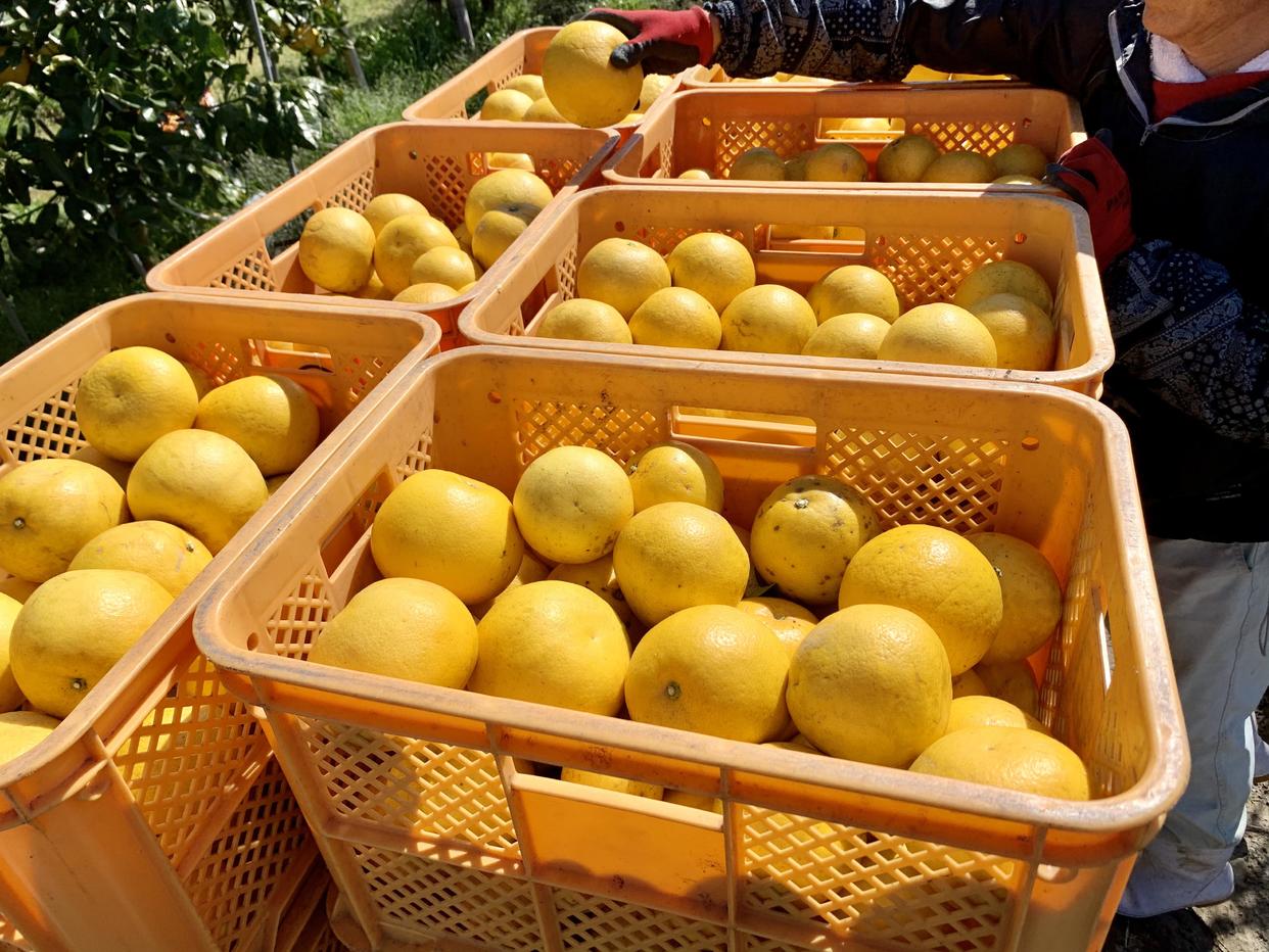 不可能を可能に まさかの純国産グレープフルーツを育てる柑橘農家 緑の里りょうくんにインタビュー Komerco コメルコ