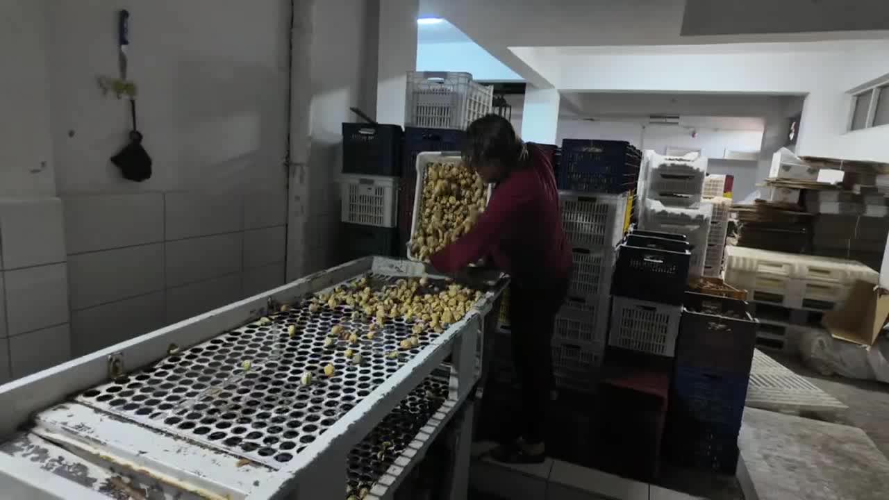 Aydın’da incir işçileri ve işletmeciler koşullardan memnun değil