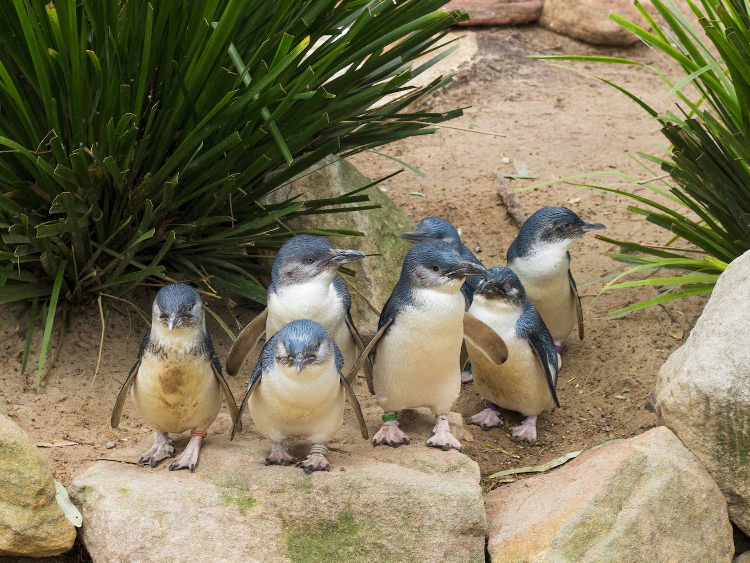 オーストラリアで世界一小さいペンギンがみたい 旅行記事 Emo エモ 旅メディア
