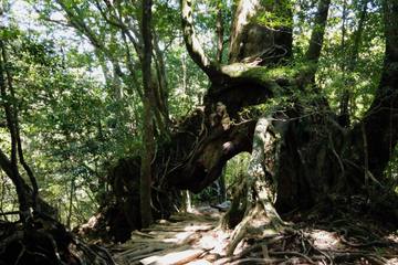 屋久島でトレッキングを楽しもう！必要な装備の基本情報まとめ