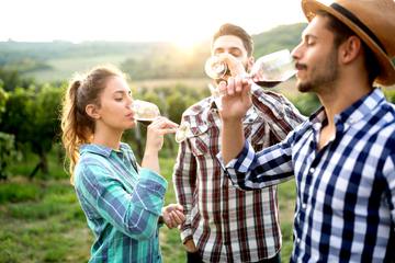 カリフォルニアワインの基礎徹底ガイド｜5大産地や品種も紹介！