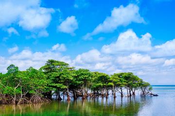 西表島と由布島の楽しみ方！手つかずの自然を満喫できるアクティビティ