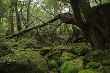 屋久杉自然館で屋久島の森の歴史を学ぼう