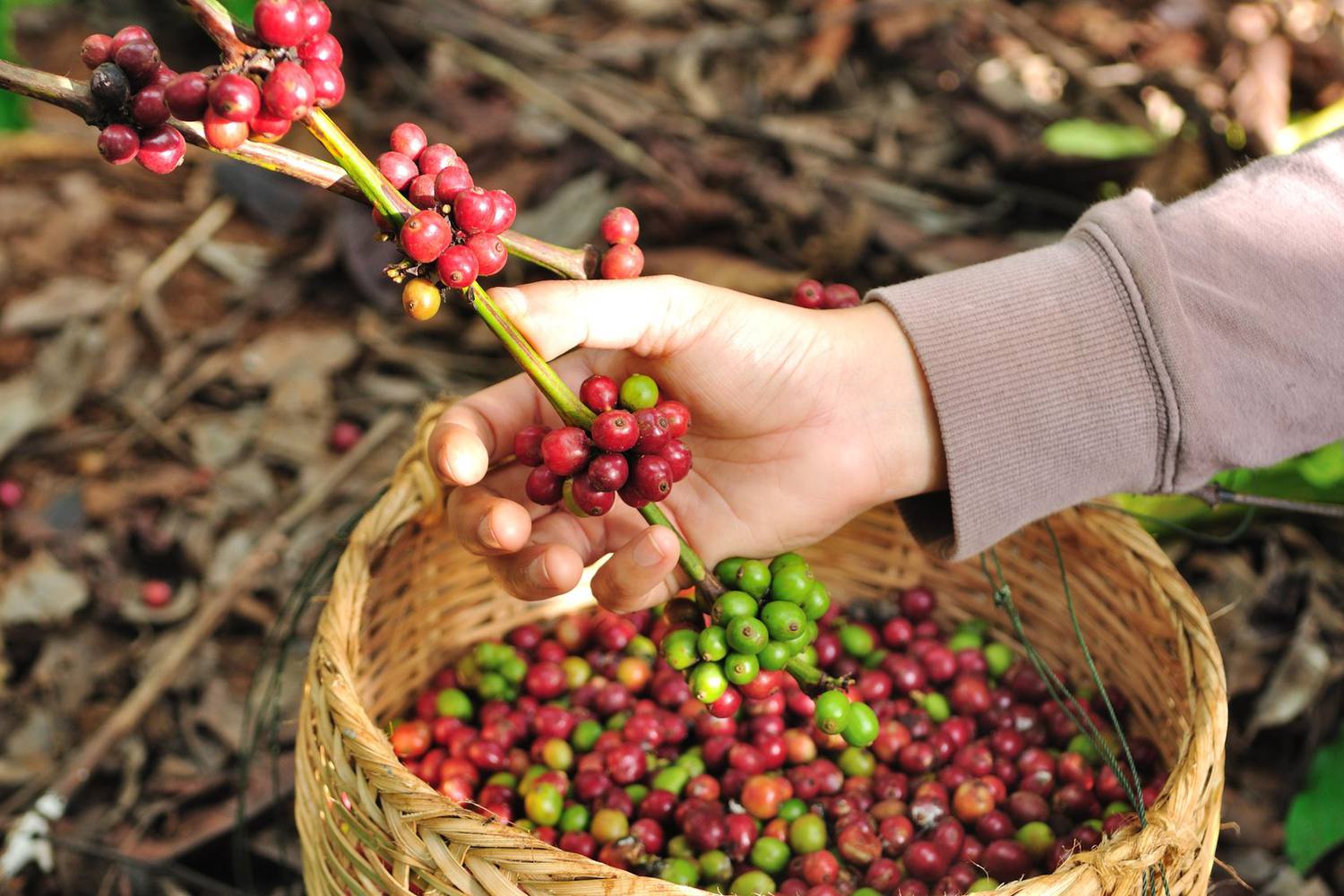 ハワイ土産に人気のコナコーヒーとは 味の特徴とおすすめの農園 海外旅行 日本国内旅行のおすすめ情報 Veltra Zine ベルトラ